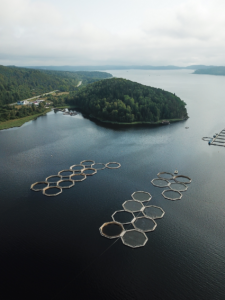 Salt Water Fish Farming