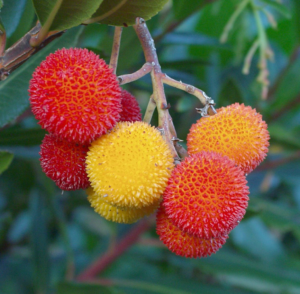 Strawberry tree in the Garden of Eden